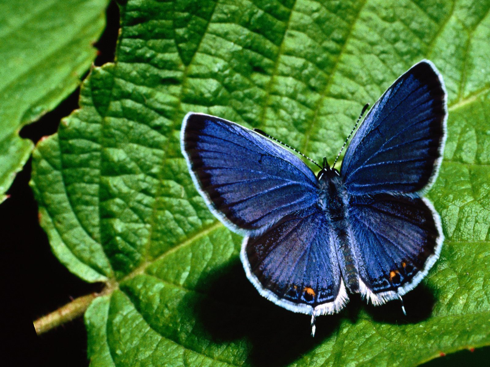 Blue Butterfly Background Wallpaper HD Background
