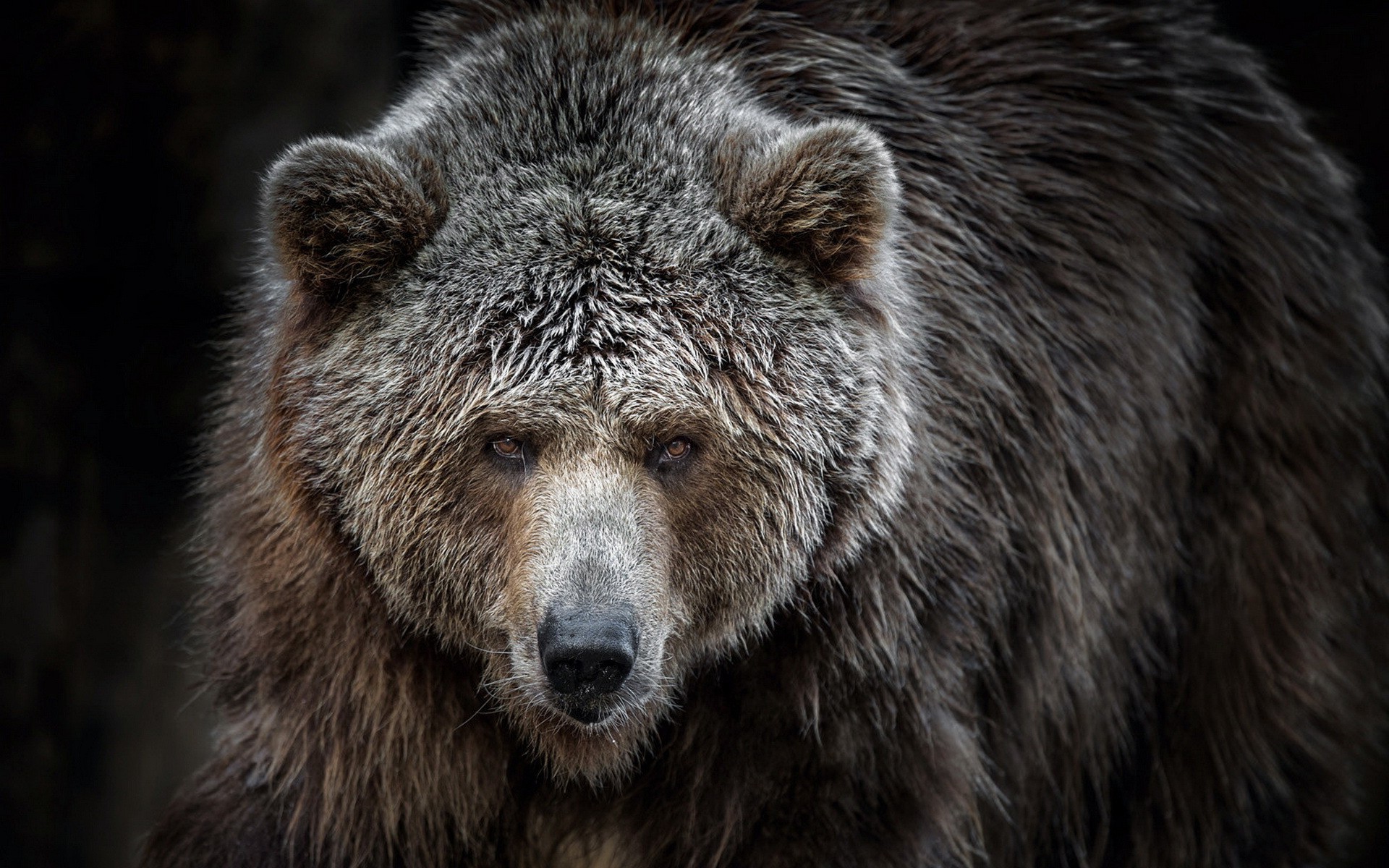 Bears Bear Wallpaper