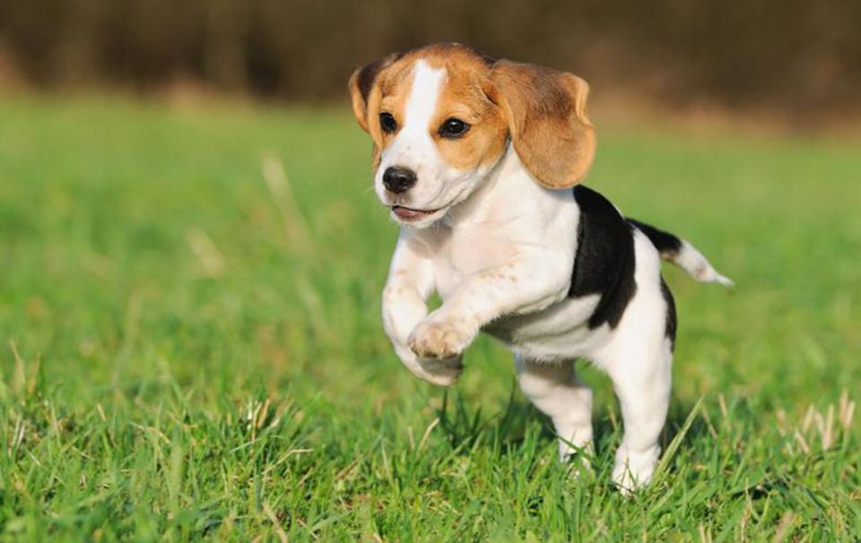 Pocket Beagle Puppies Puppy Pictures