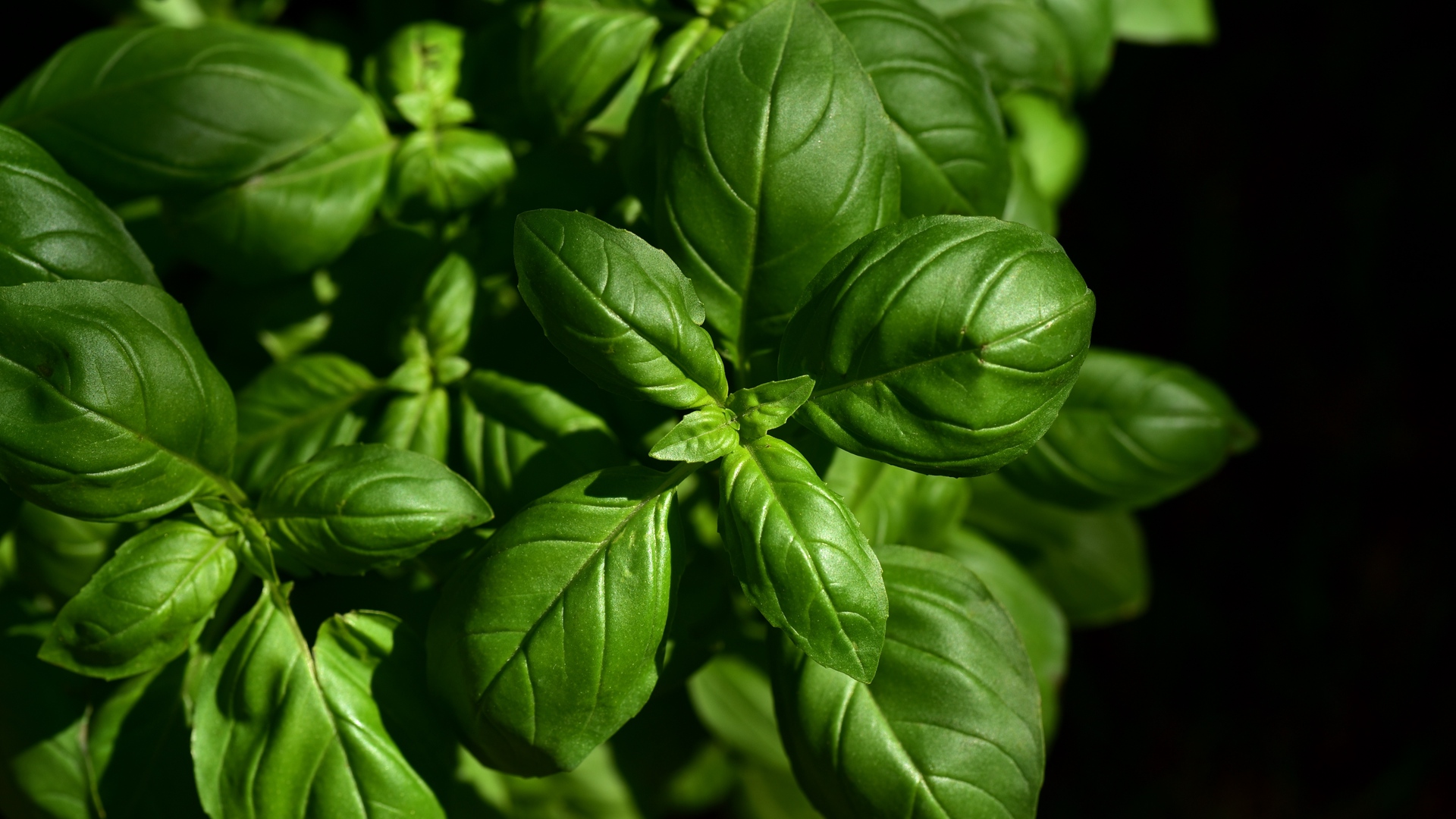 Wallpaper Basil Leaves Green Plant Full HD