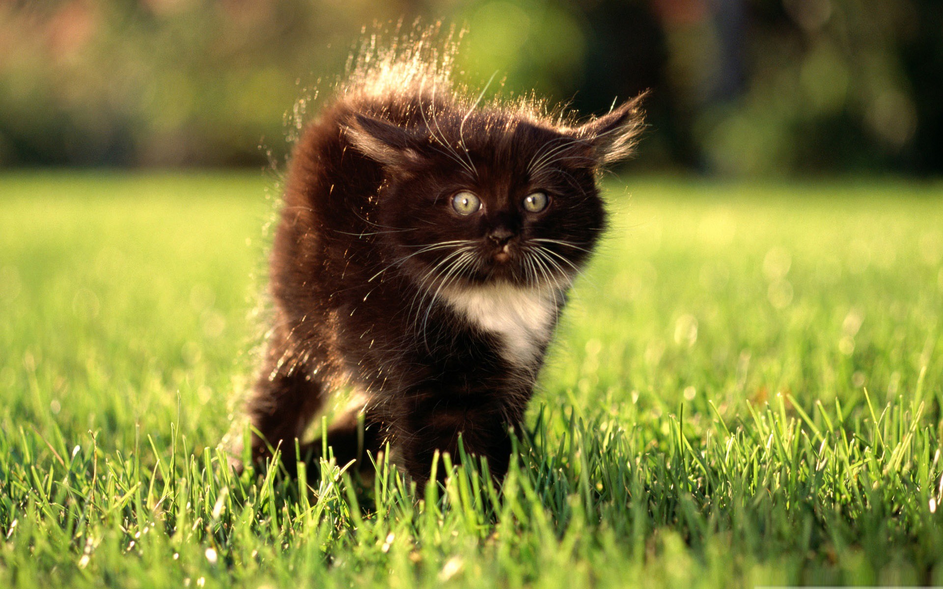 Black Fluffy Kitty Cute Pet Cat Desktop Pictures Wallpaper