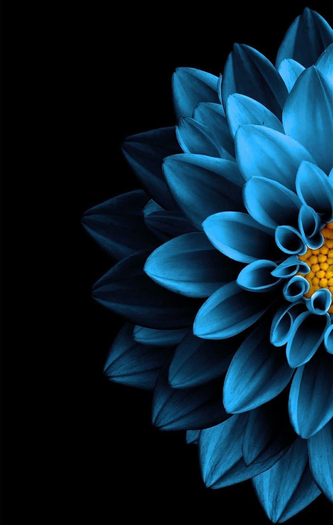 Half Dahlia Blue Flower Background Wallpaper