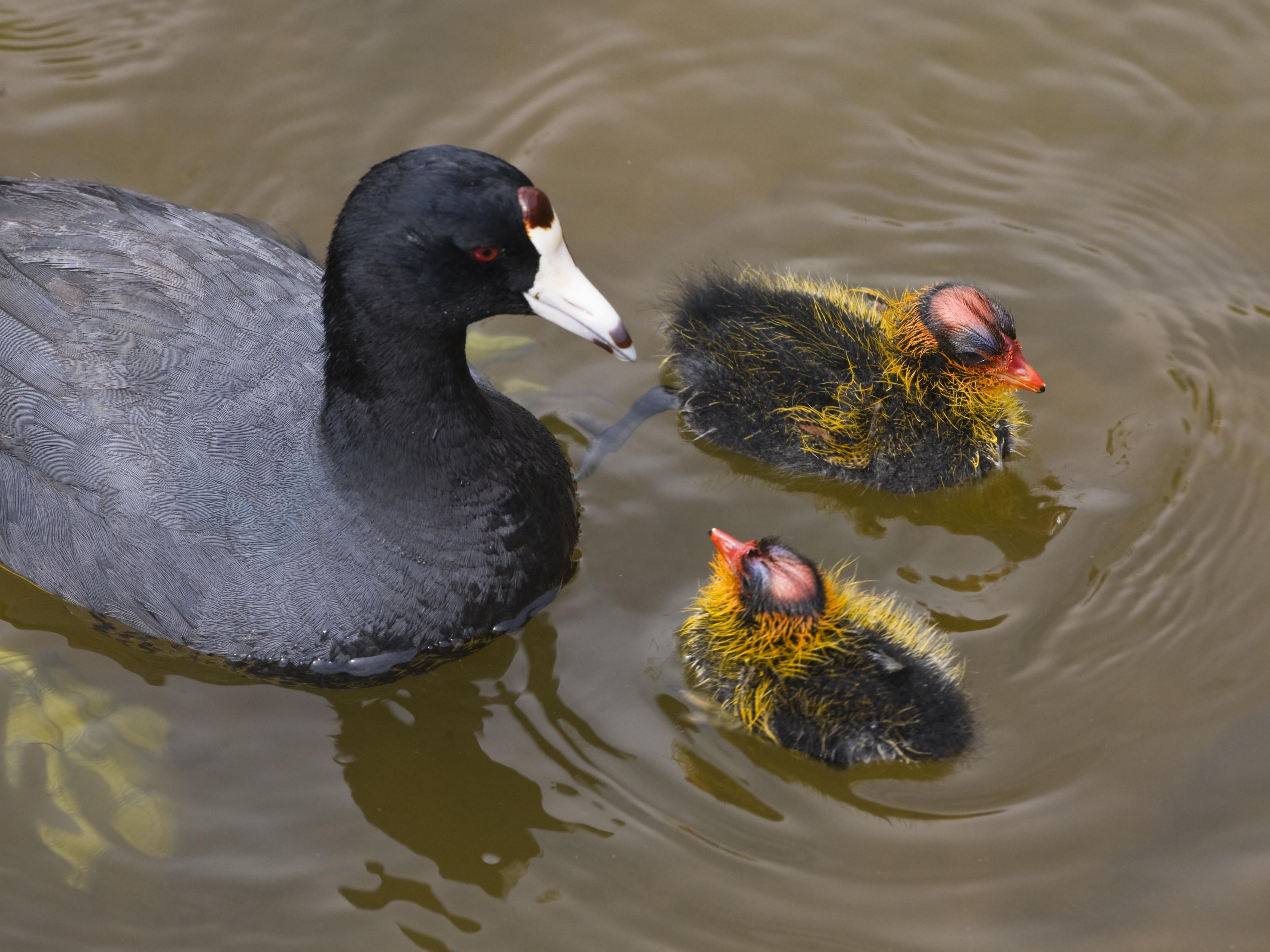 File Fulica Americana3 Jpg Wikipedia