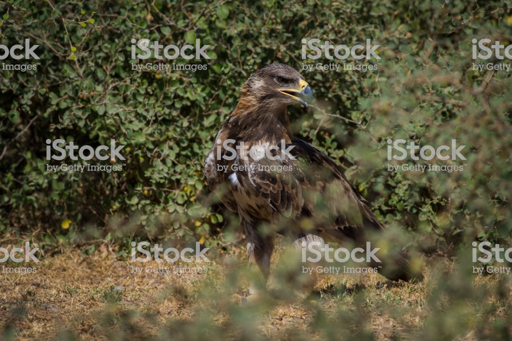 [52+] Tal Backgrounds | WallpaperSafari