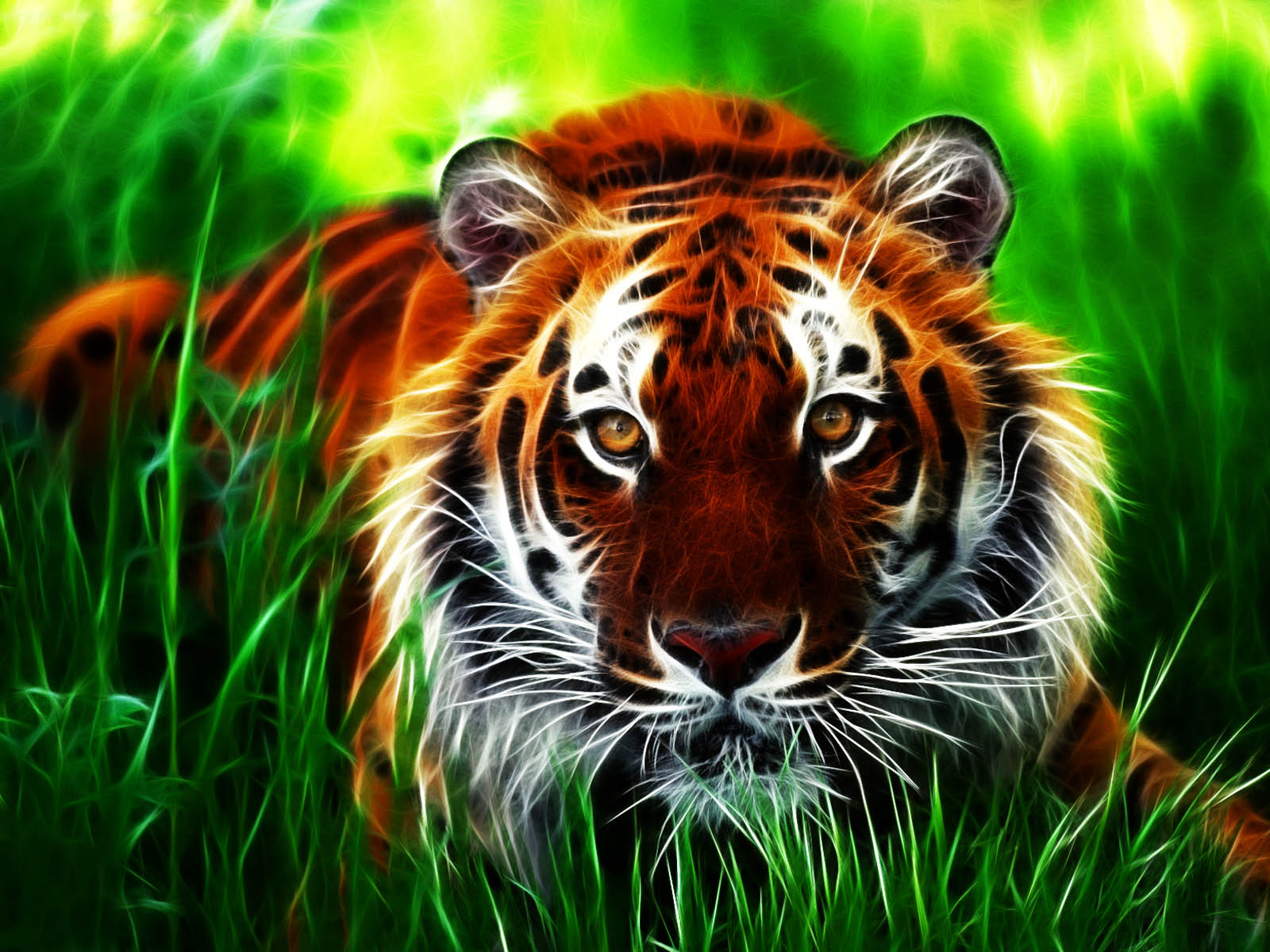 wallpapers Tiger 3D Wallpapers 1600x1200
