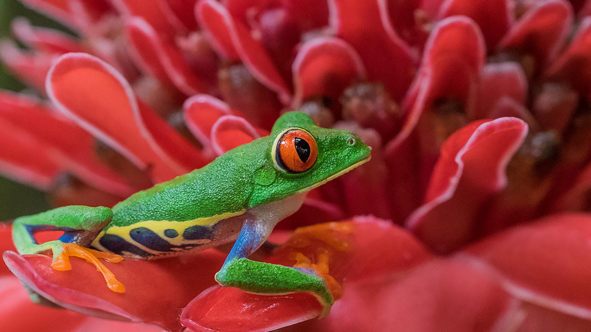 Amphibians Red Eyed Tree Frog The Red Flower 4k Wallpaper