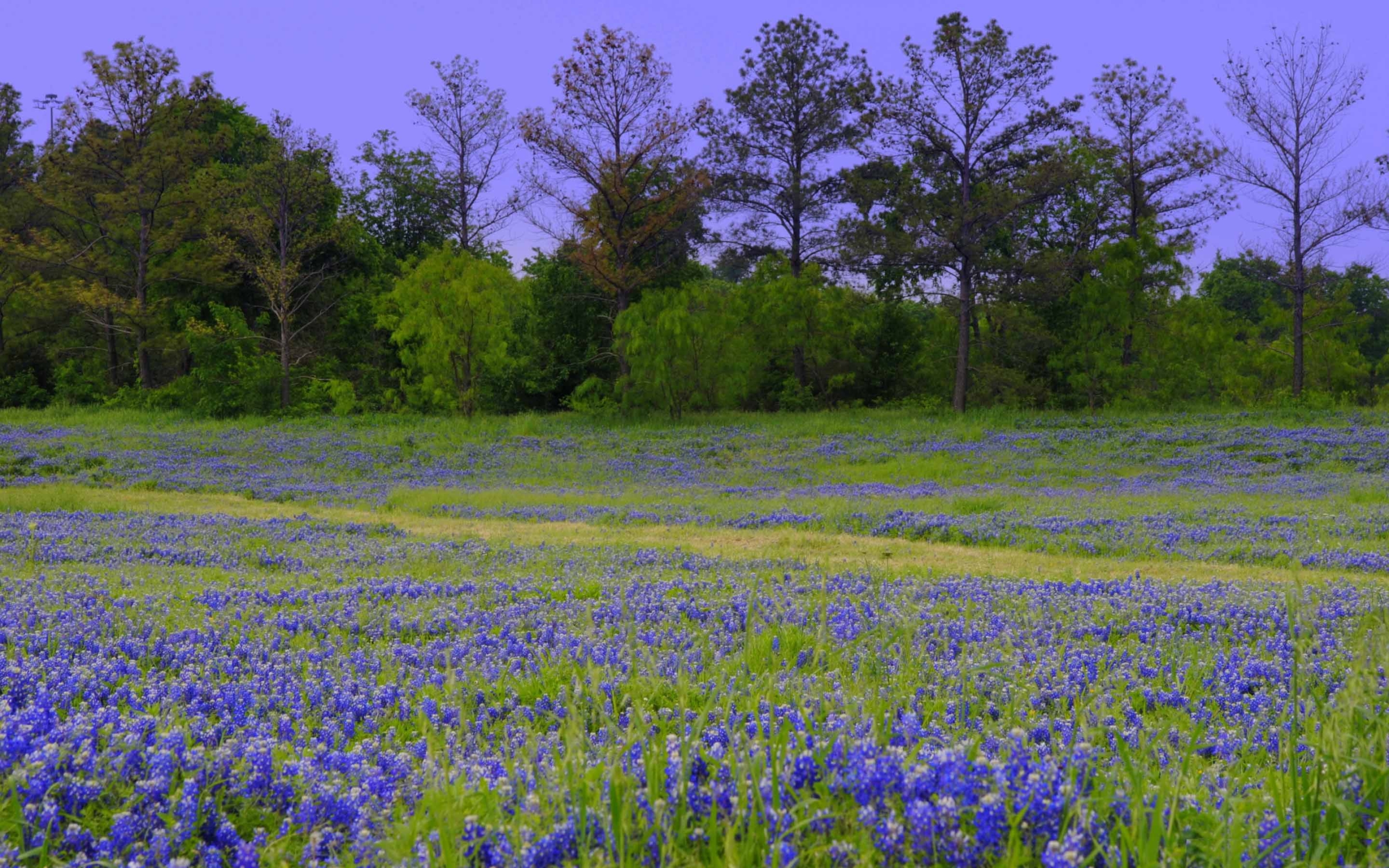 Texas Bluebon Field Mac Wallpaper