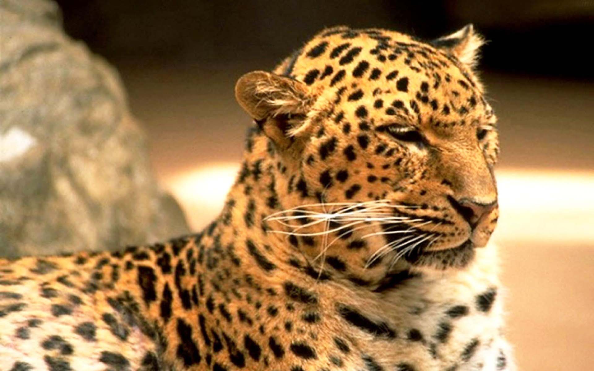 Background And HD Wallpaper Use This Best Gallery Of Leopard Print