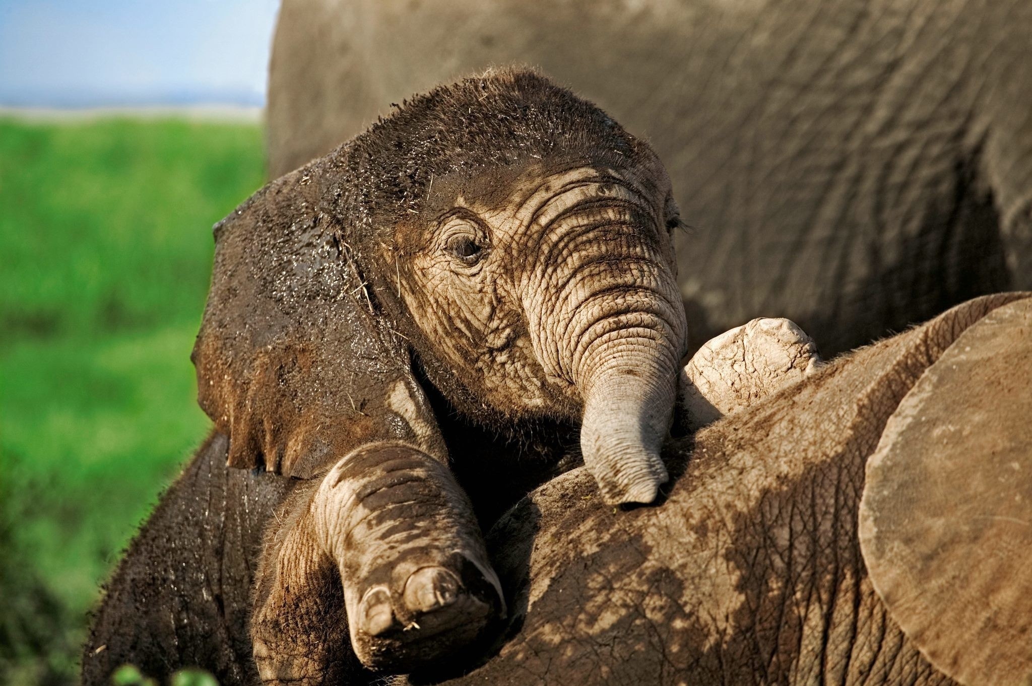 Elephant Desktop Wallpaper
