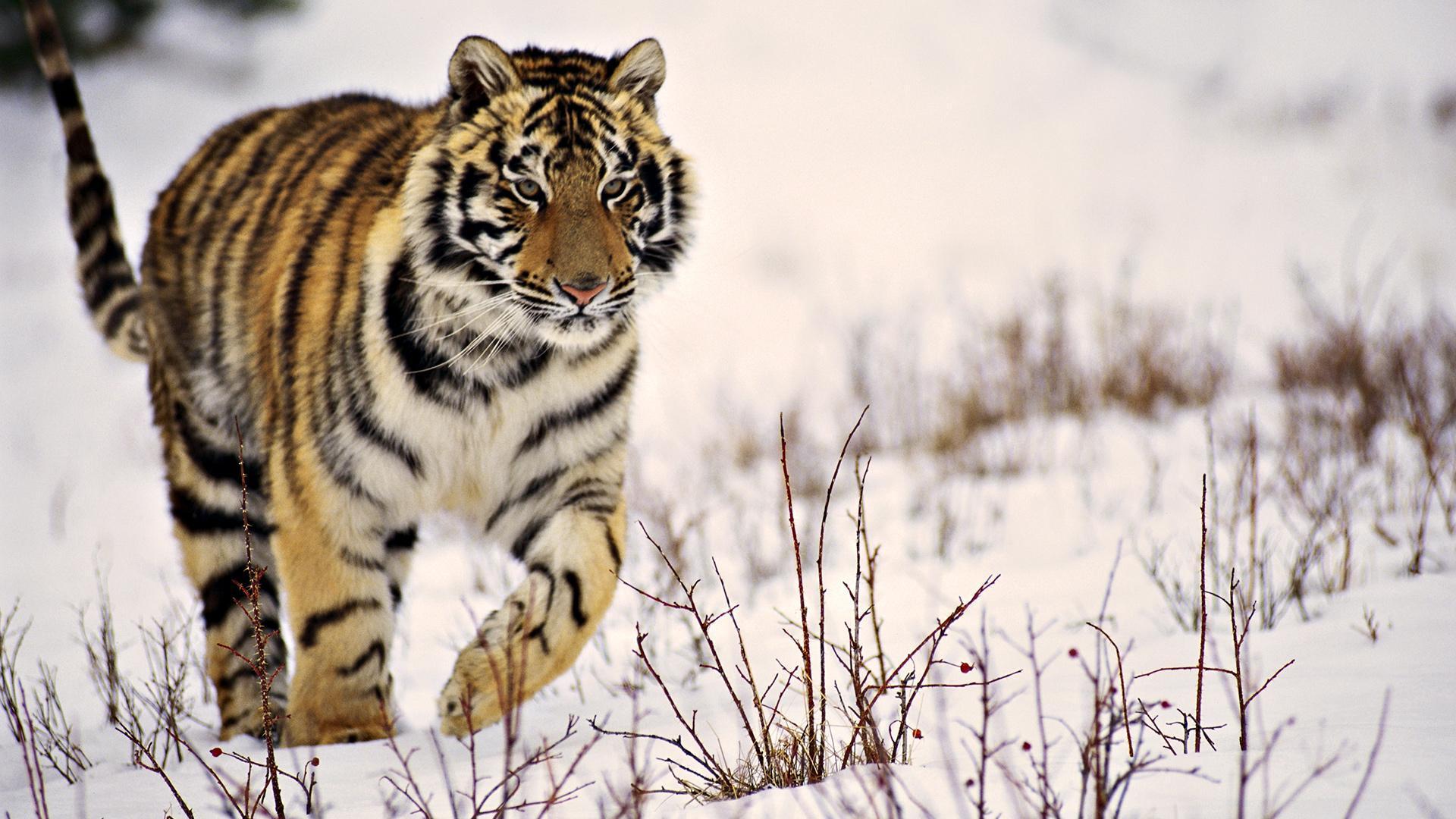 Siberian Tiger Wallpapers
