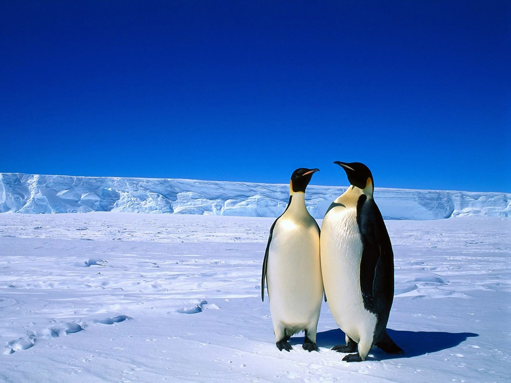 QQ Wallpapers Animal Penguin Free Wallpapers