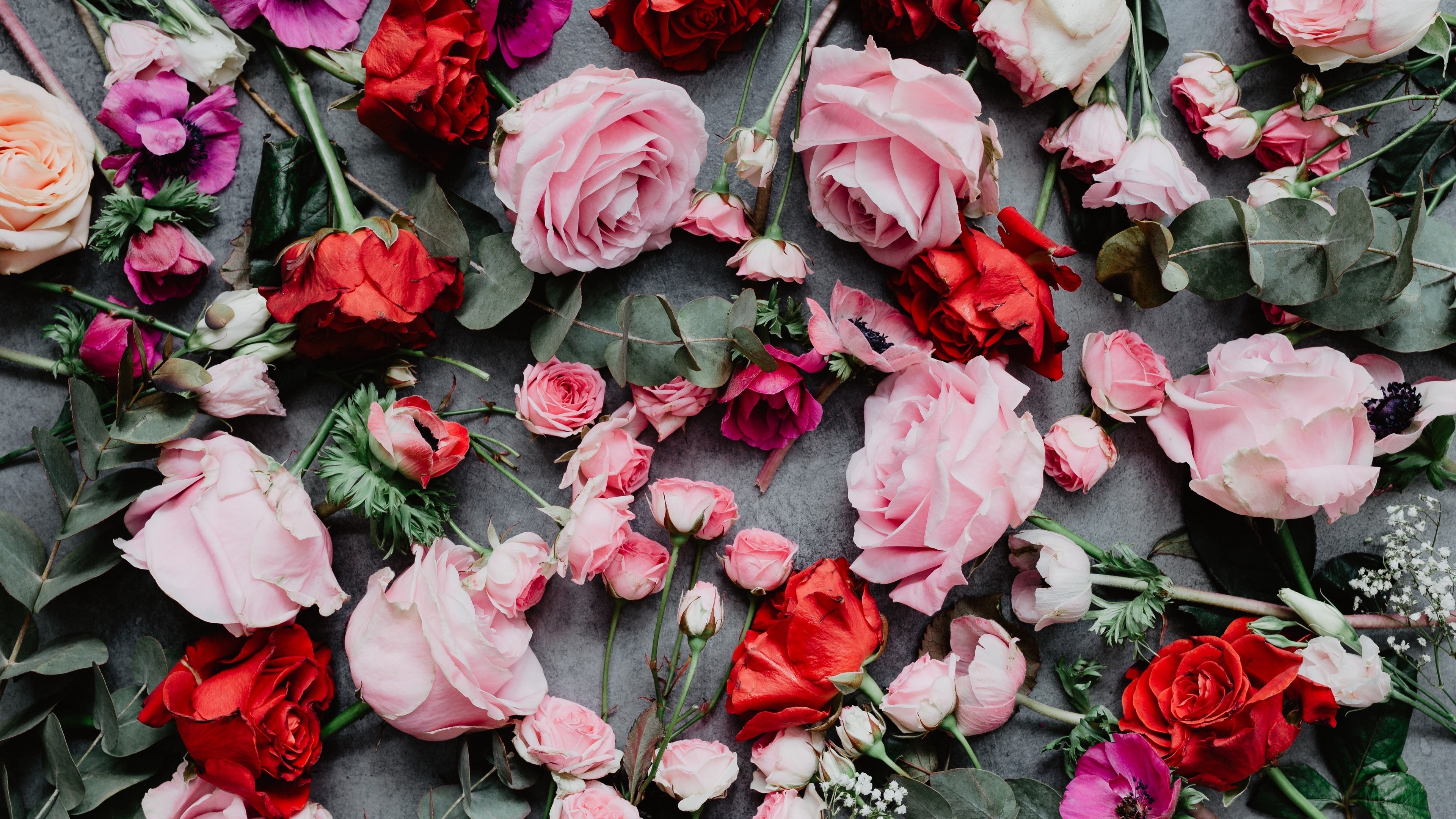 Roses HD Wallpaper