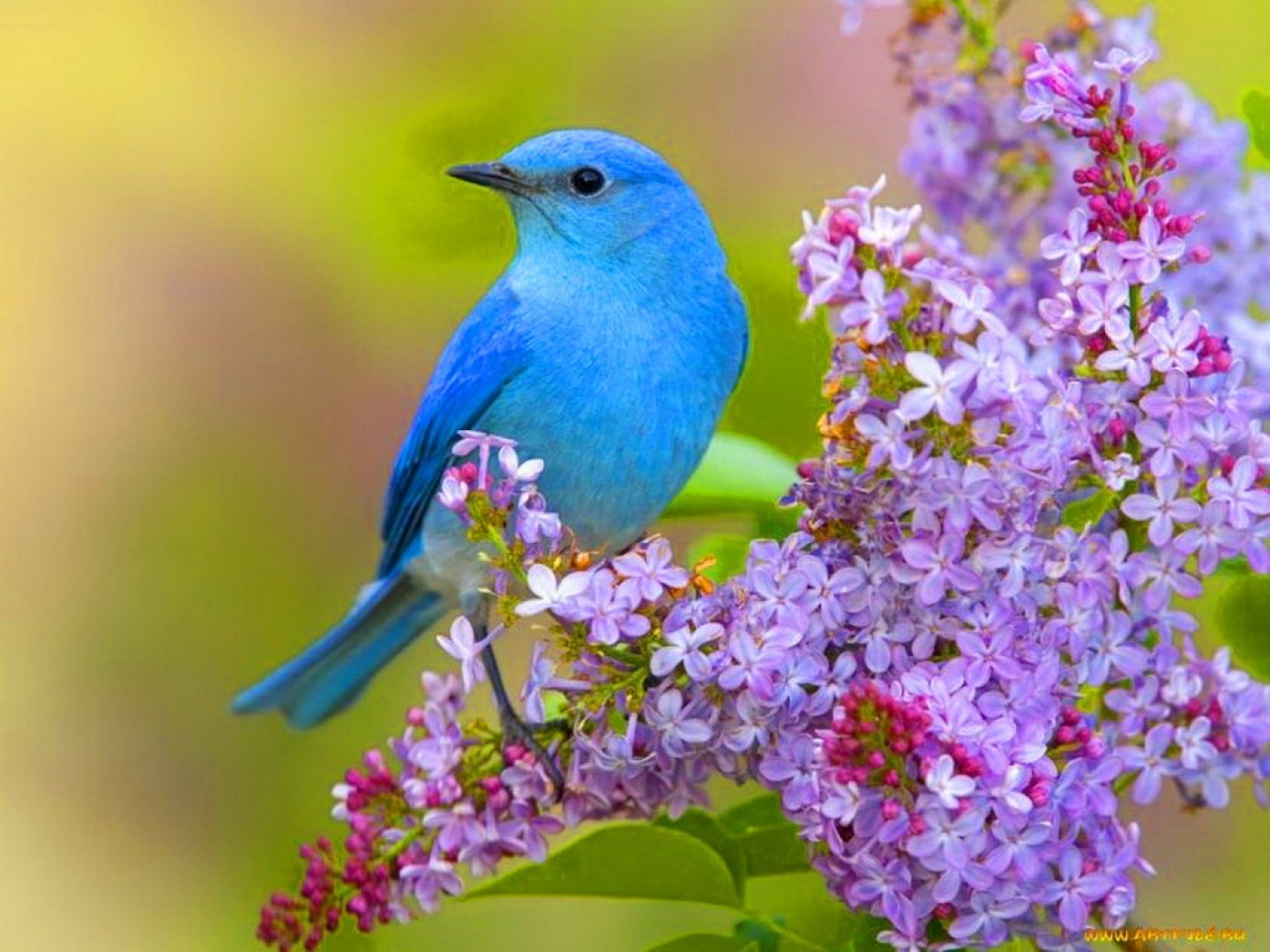 Fondos de Pantalla Animales Aves Pjaro azul Vista Completa