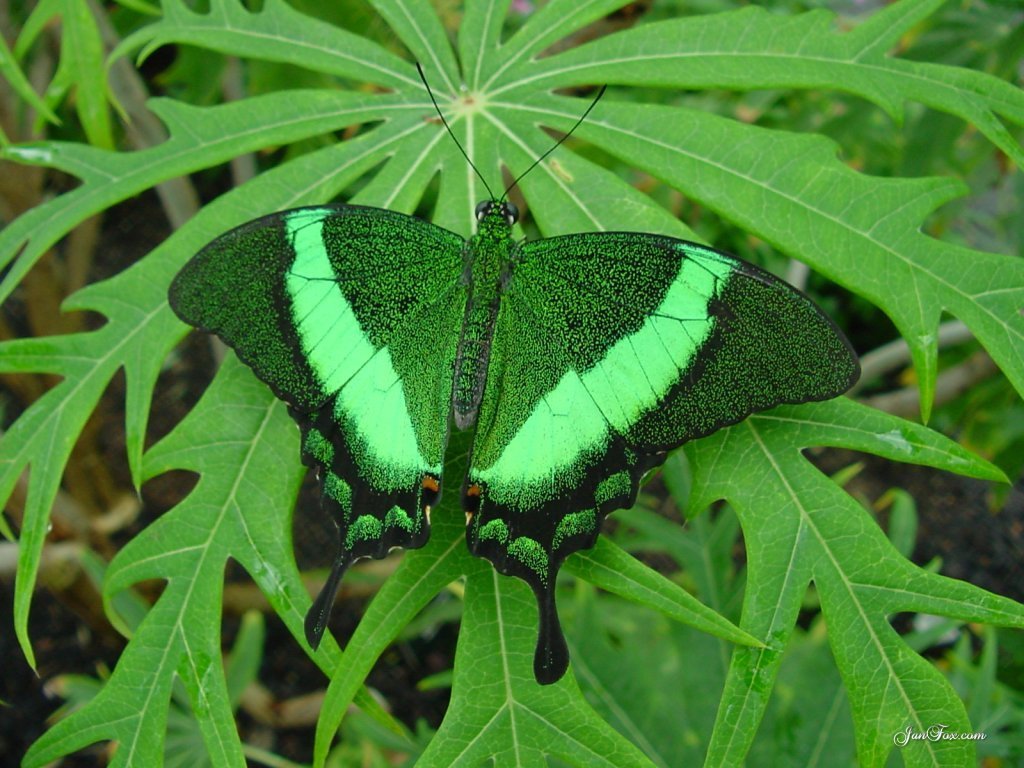 Green Butterfly Butterflies Image