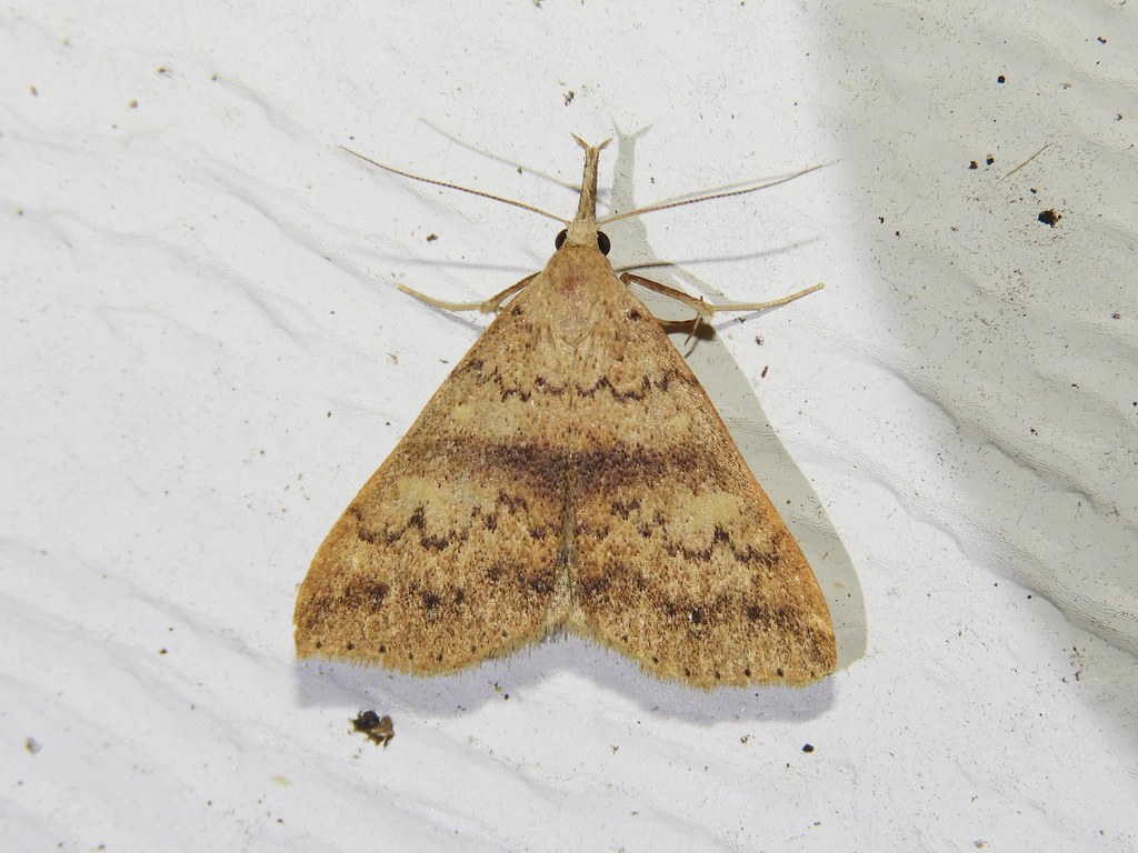 Maryland Biodiversity Project Fraternal Renia Moth