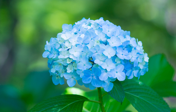 Wallpaper Hydrangea Blue Flowers Petals Splendor