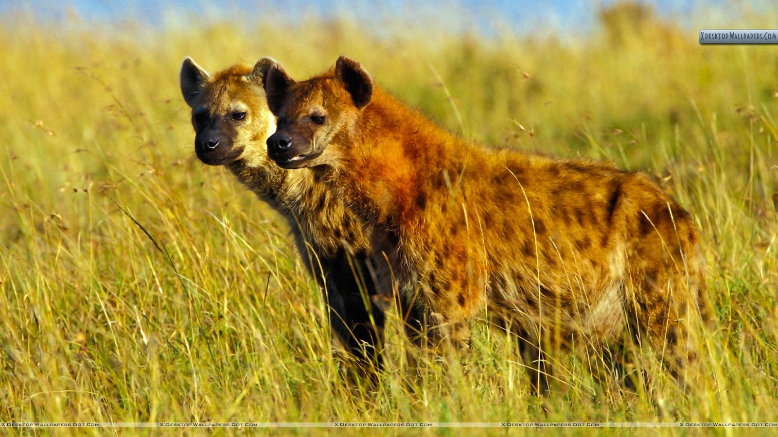 Hyena Pictures And Wallpaper Animals Library