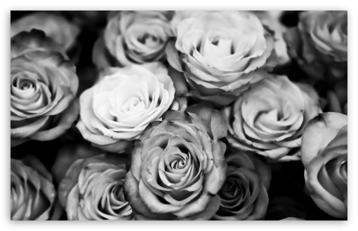 Roses Black And White HD Wallpaper For Standard Fullscreen