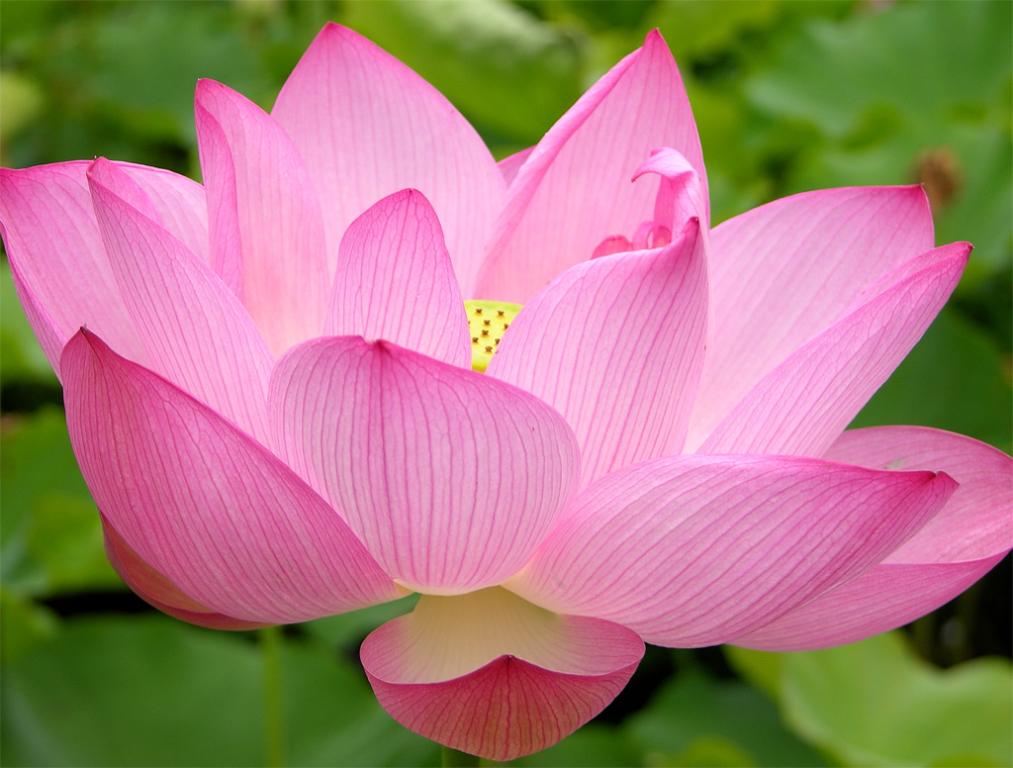 pink water lily wallpaper pink water lily