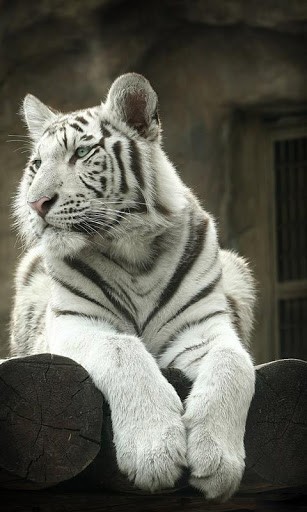 Download White Tiger HD Live Wallpapers for Android by Clerof Themes