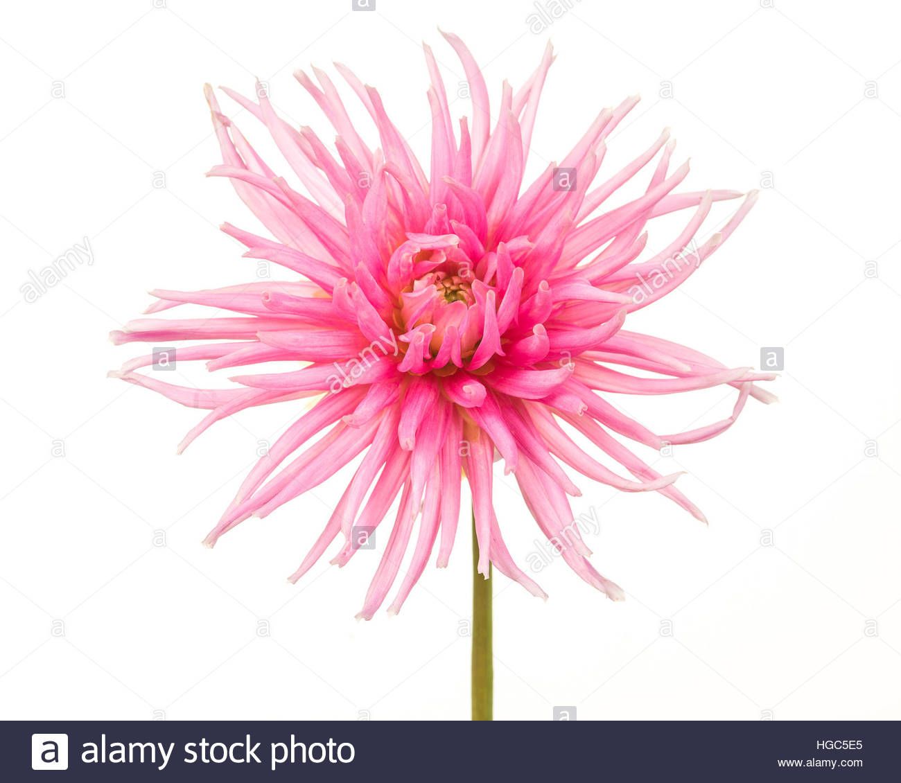 This Stock Image Pretty Pink Blooming Chrysanthemum