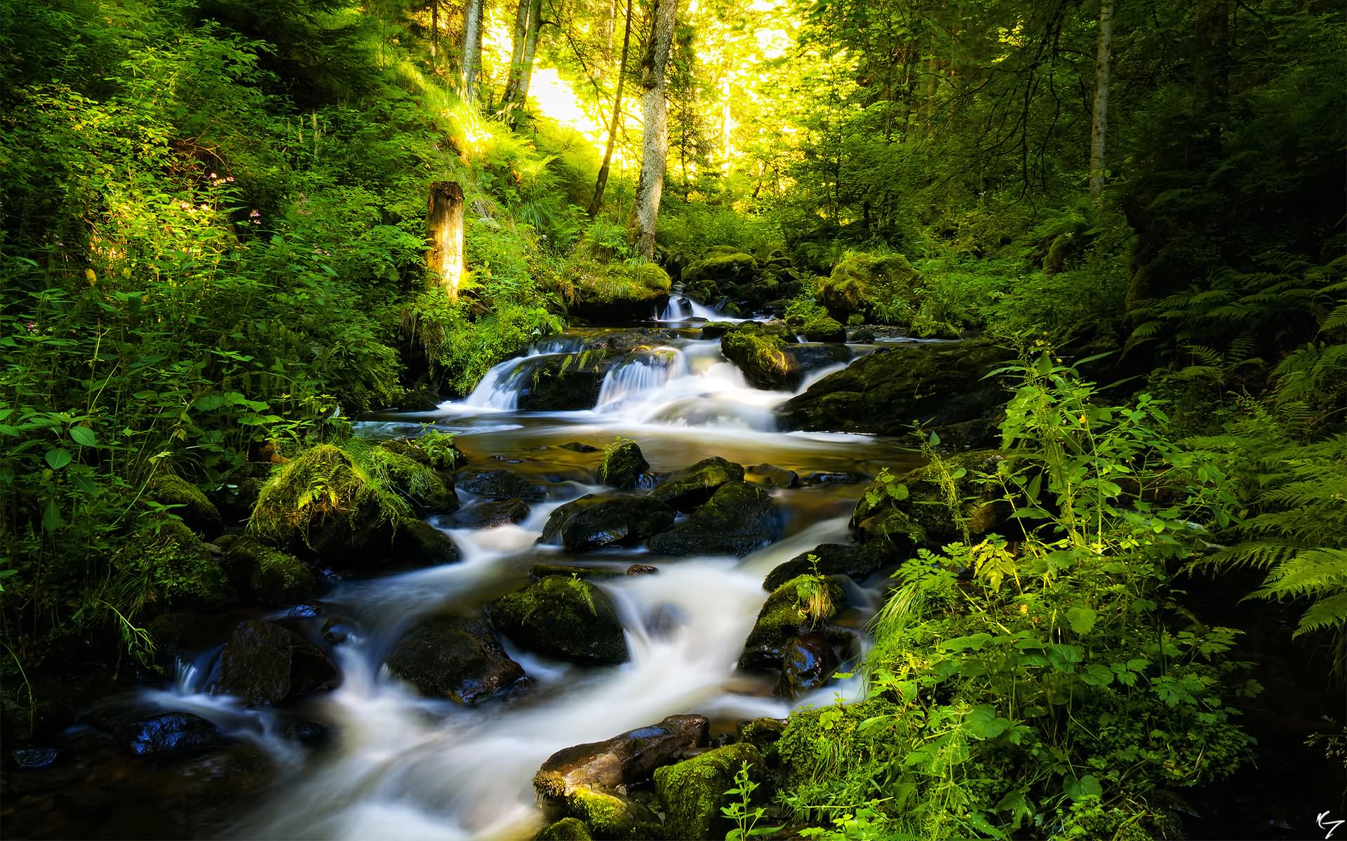 Beautiful Pictures River Scenic Woods Wallpaper For Desktop
