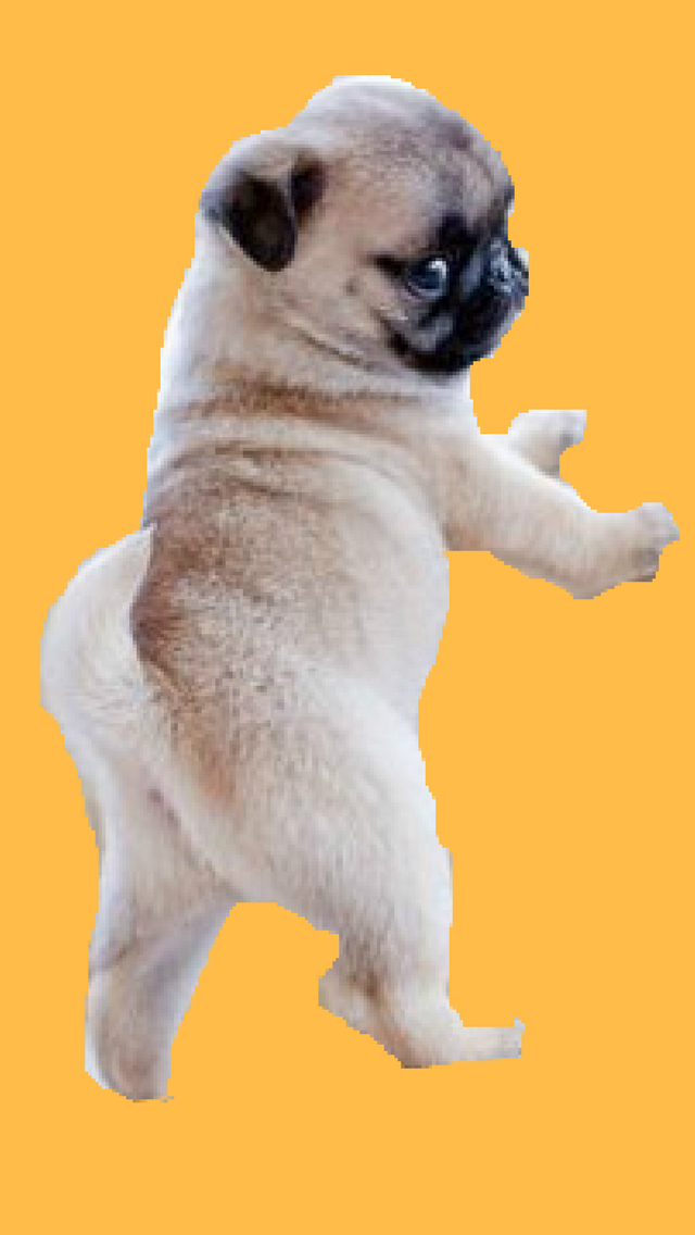 Free download Funny Pug Wallpaper Iphone Cute pugs Pug wallpaper Pugs funny  [640x1136] for your Desktop, Mobile & Tablet | Explore 29+ Pug Backgrounds  | Cute Pug Wallpapers, Black Pug Wallpaper, Pug Wallpaper
