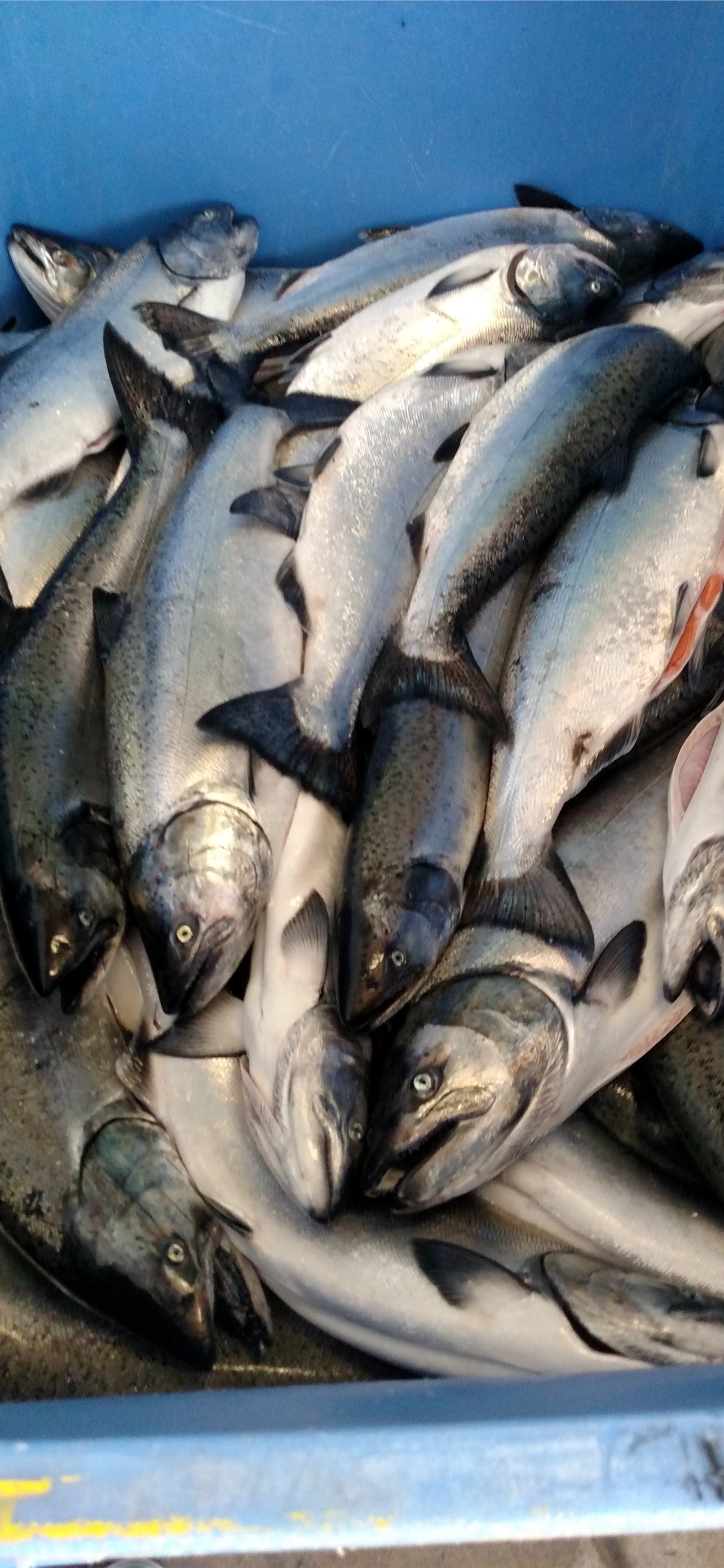 Salmon Fish iPhone Wallpaper