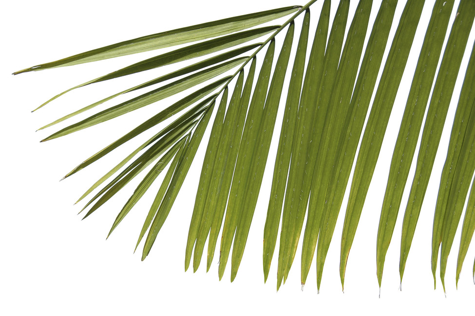 Palm Leaves 975x650