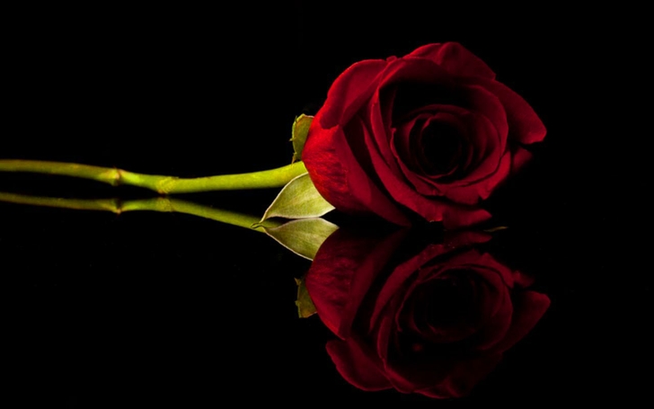 flowers roses black background red rose 1280x800 wallpaper Nature Rose