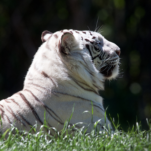 White Tiger Wallpaper For iPad Photo Sharing