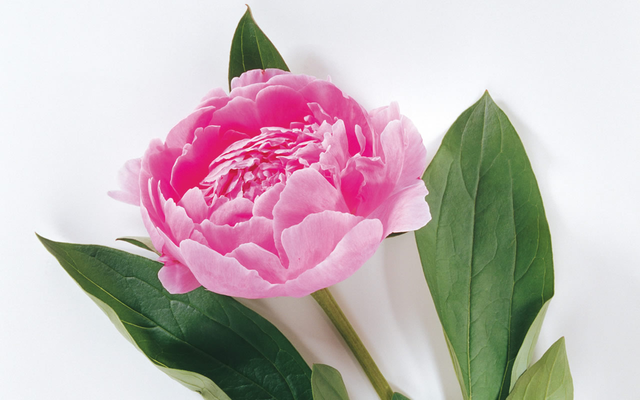 Desktop Full Size Dwonload Rose Flower Wallpaper For