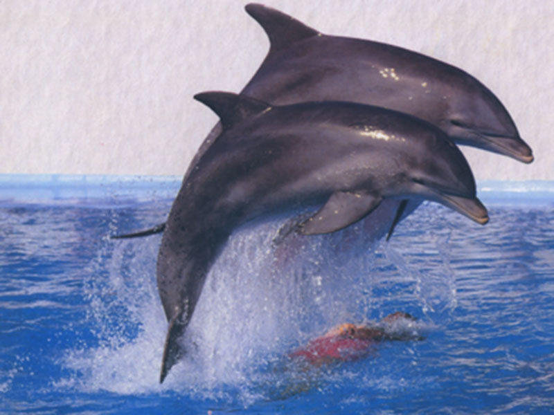 Cute Dolphin Wallpaper Jumping Dolphins Collection