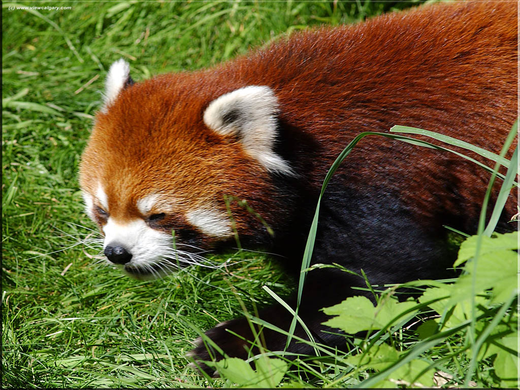 Red Panda Animals