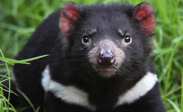 Tasmanian Devil Going Extinct From Cancer San Diego Zoo Donates