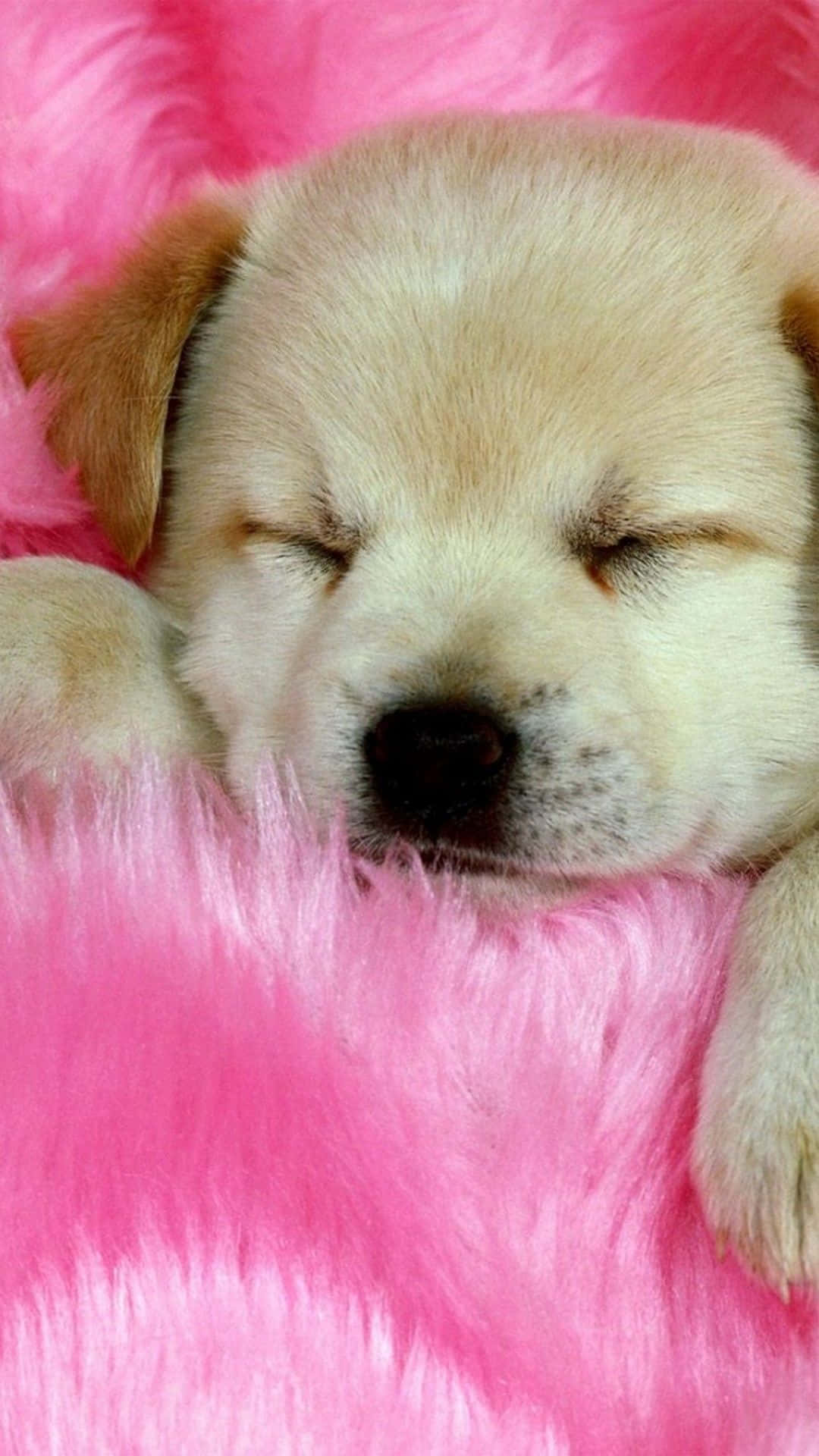 A Puppy Sleeping On Pink Blanket Wallpaper