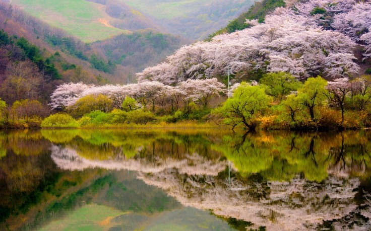 Spring Forest Mountain Lake Reflection Blossoms Trees Nature