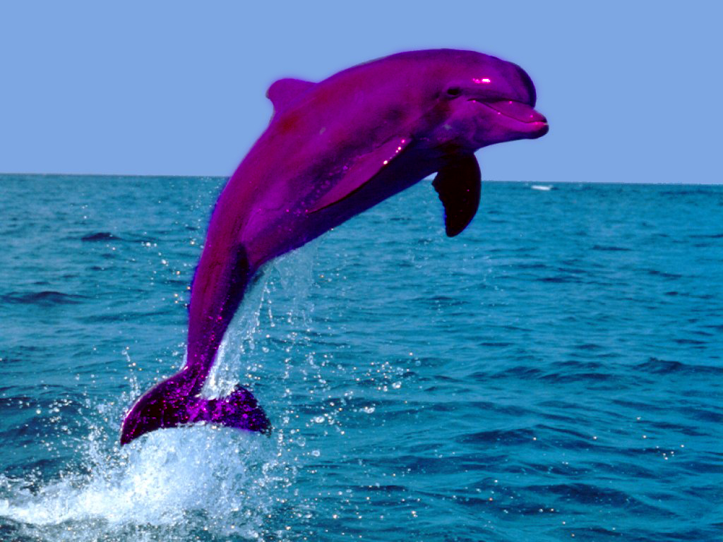 Pink Dolphins Jumping HD Wallpaper Background Image