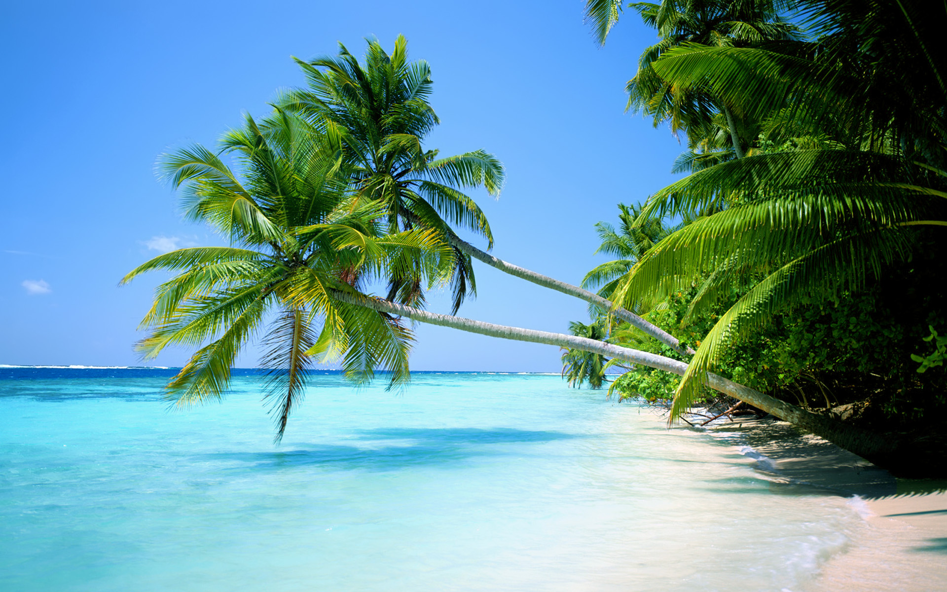Beach Landscape With Palm T HD Wallpaper Background Image