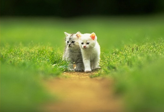 Awesome Cat Photos Image Wallpaper