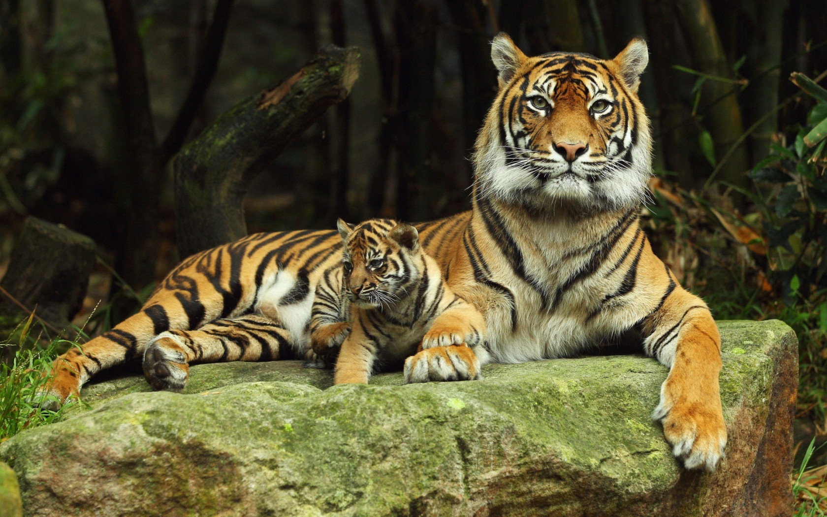 Tigress With Tiger Cub Desktop Wallpaper