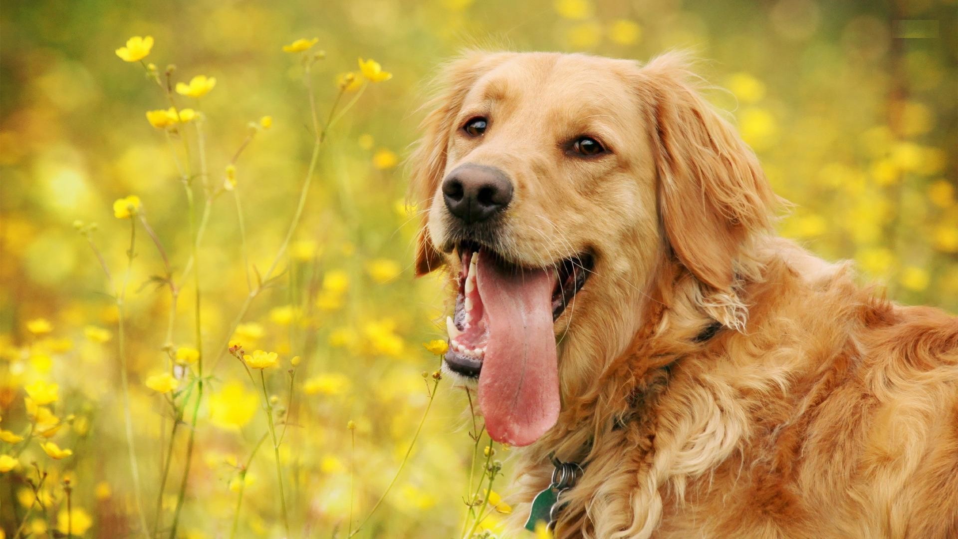Funny Animal Desktop Wallpaper