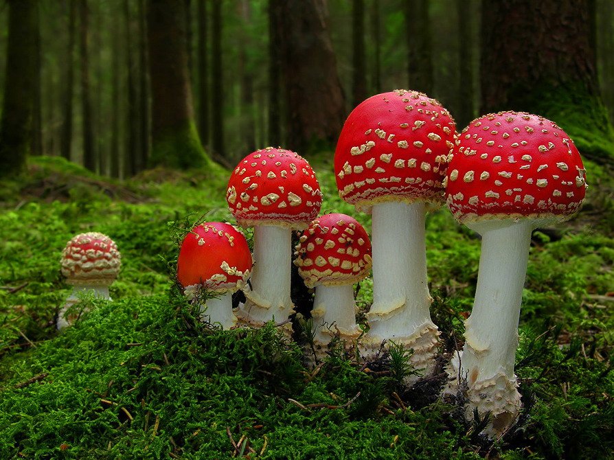 Wallpapers Unlimited Beautiful and colorful Mushrooms