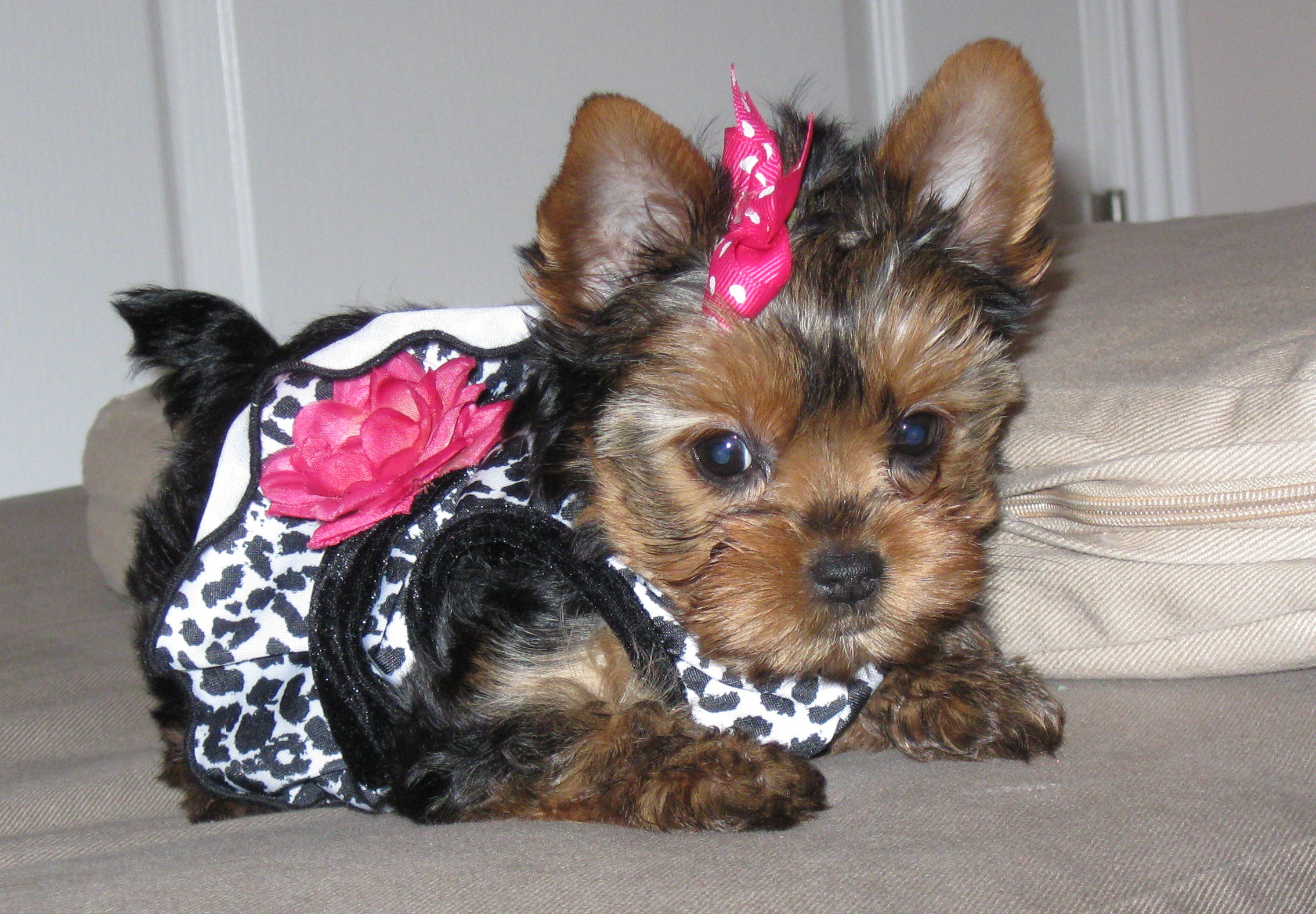 Yorkie And Yorkshire Terrier For