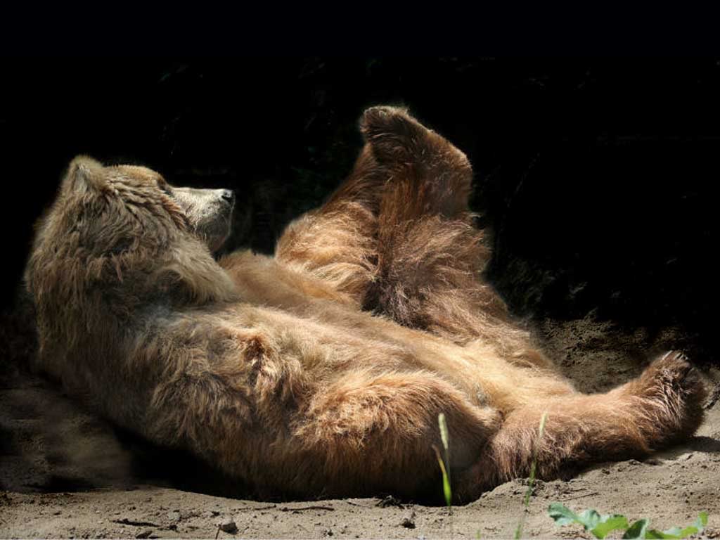 Kodiak Bear Graphics Code Ments Pictures