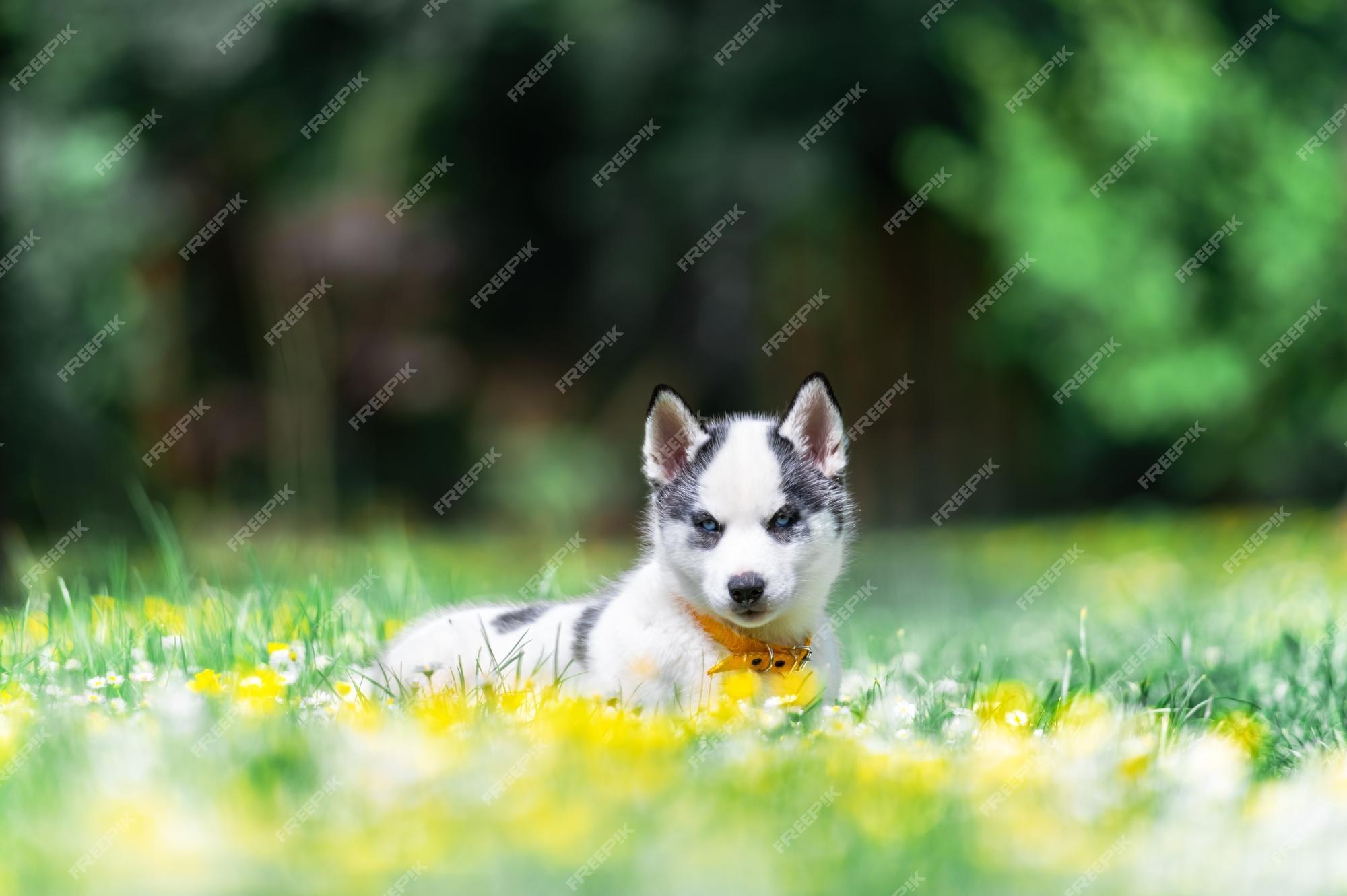 Premium Photo A Small White Dog Puppy Breed Siberian Husky With