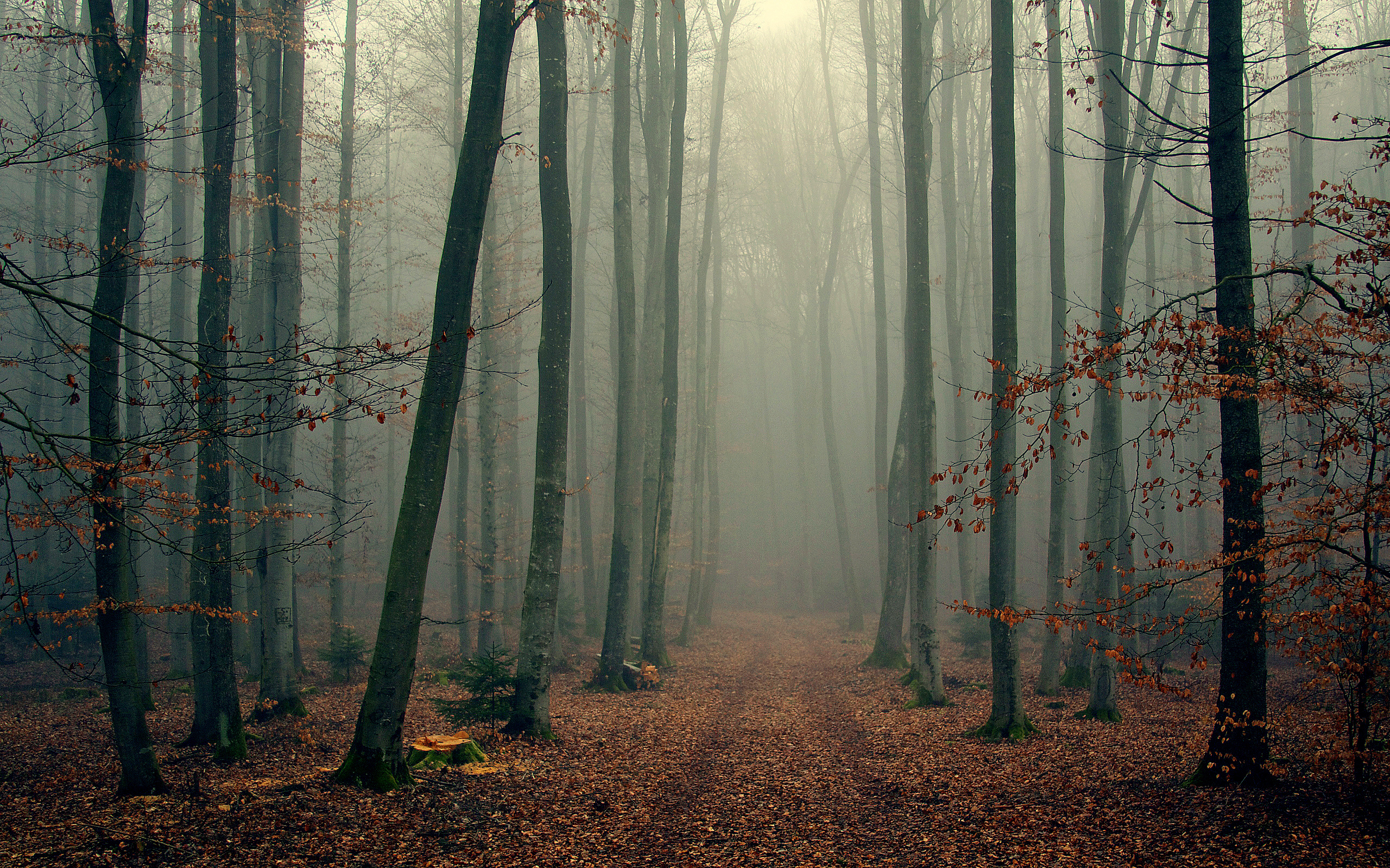 Foggy Forest Background Wallpaper