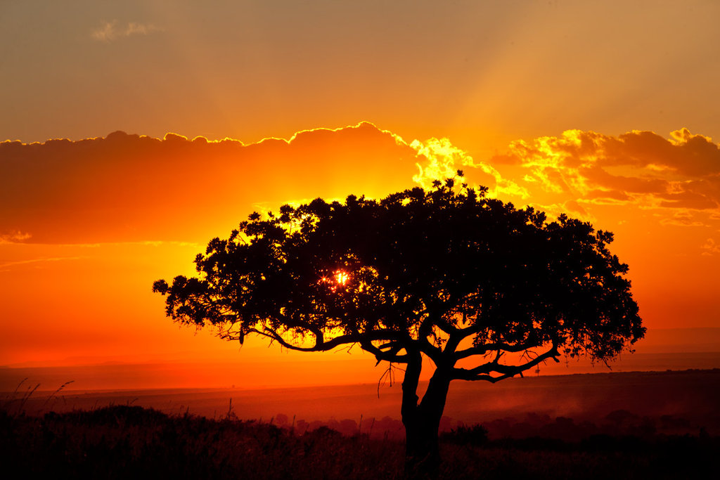 African Dream africa elephant nature sun sunset HD phone wallpaper   Peakpx