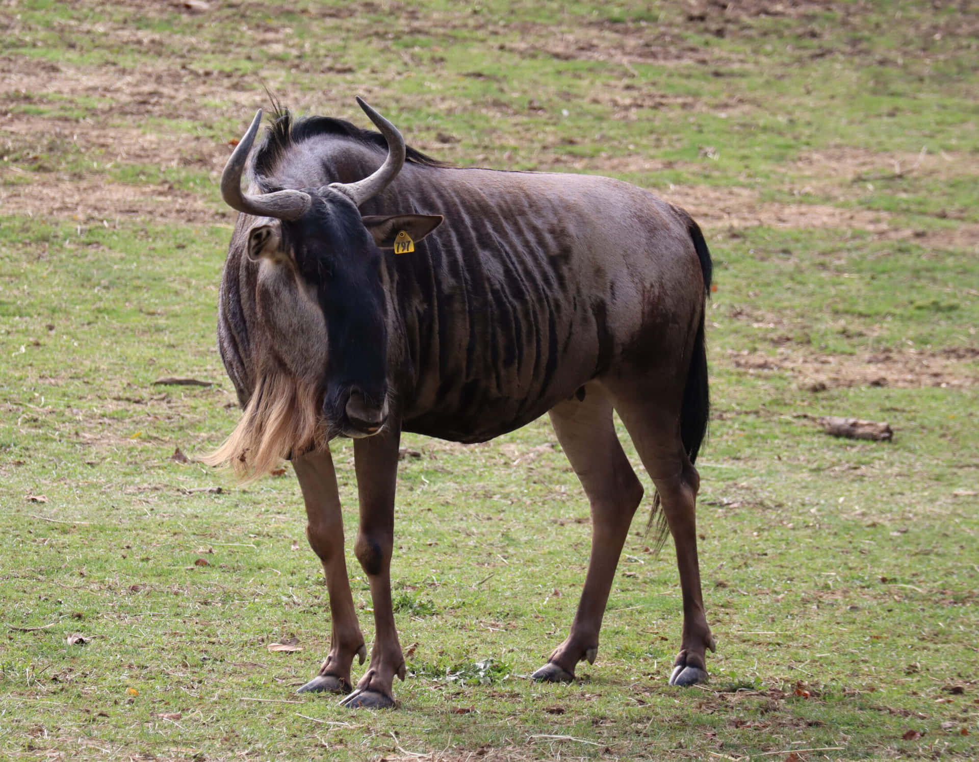 🔥 Free Download Wildebeest Standing Grassy Field Wallpaper by ...