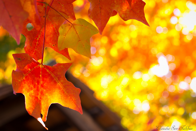 Fall Background For Mac Golden Autumn Wallpaper Apple Background